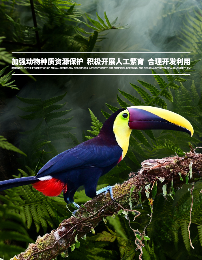 海南英达动物养殖有限公司官网- 非洲灰鹦鹉,金刚鹦鹉,折衷鹦鹉,亚马逊鹦鹉